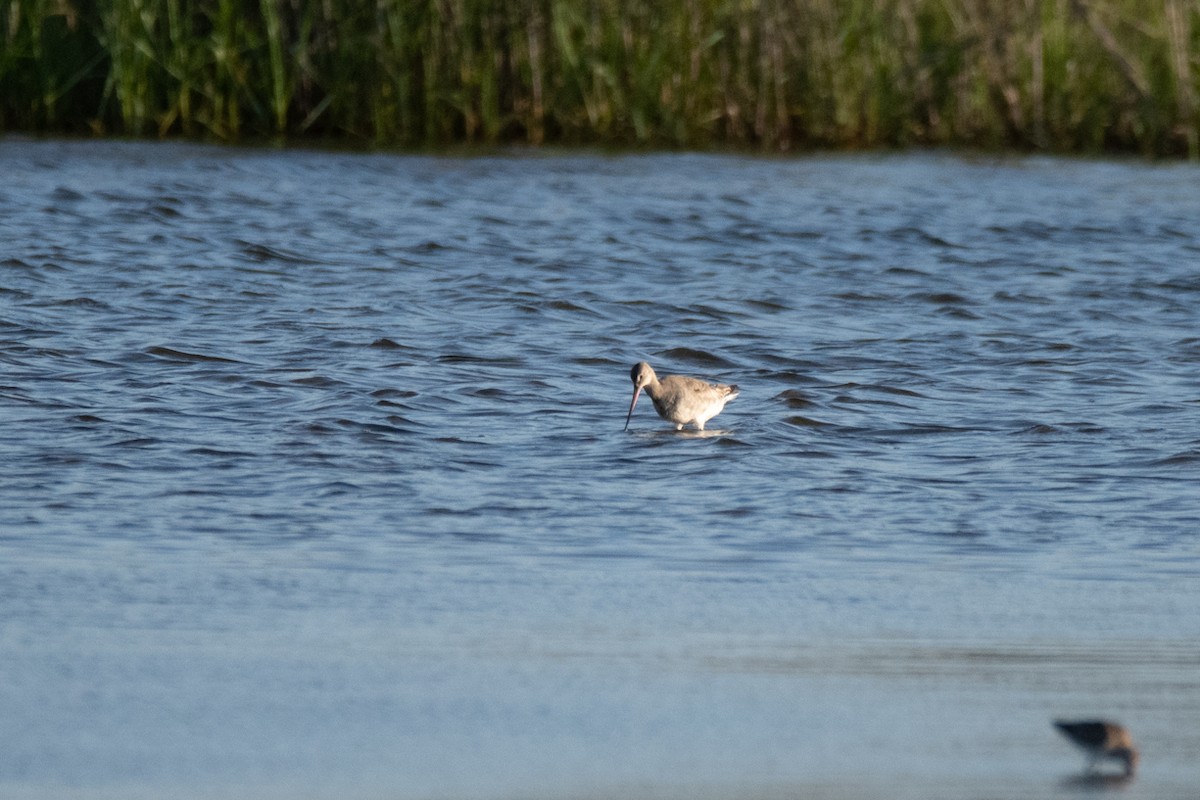 Hudsonian Godwit - ML433680311