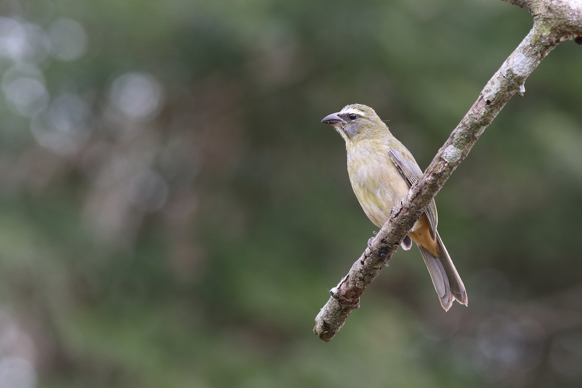 Cinnamon-bellied Saltator - ML43368051