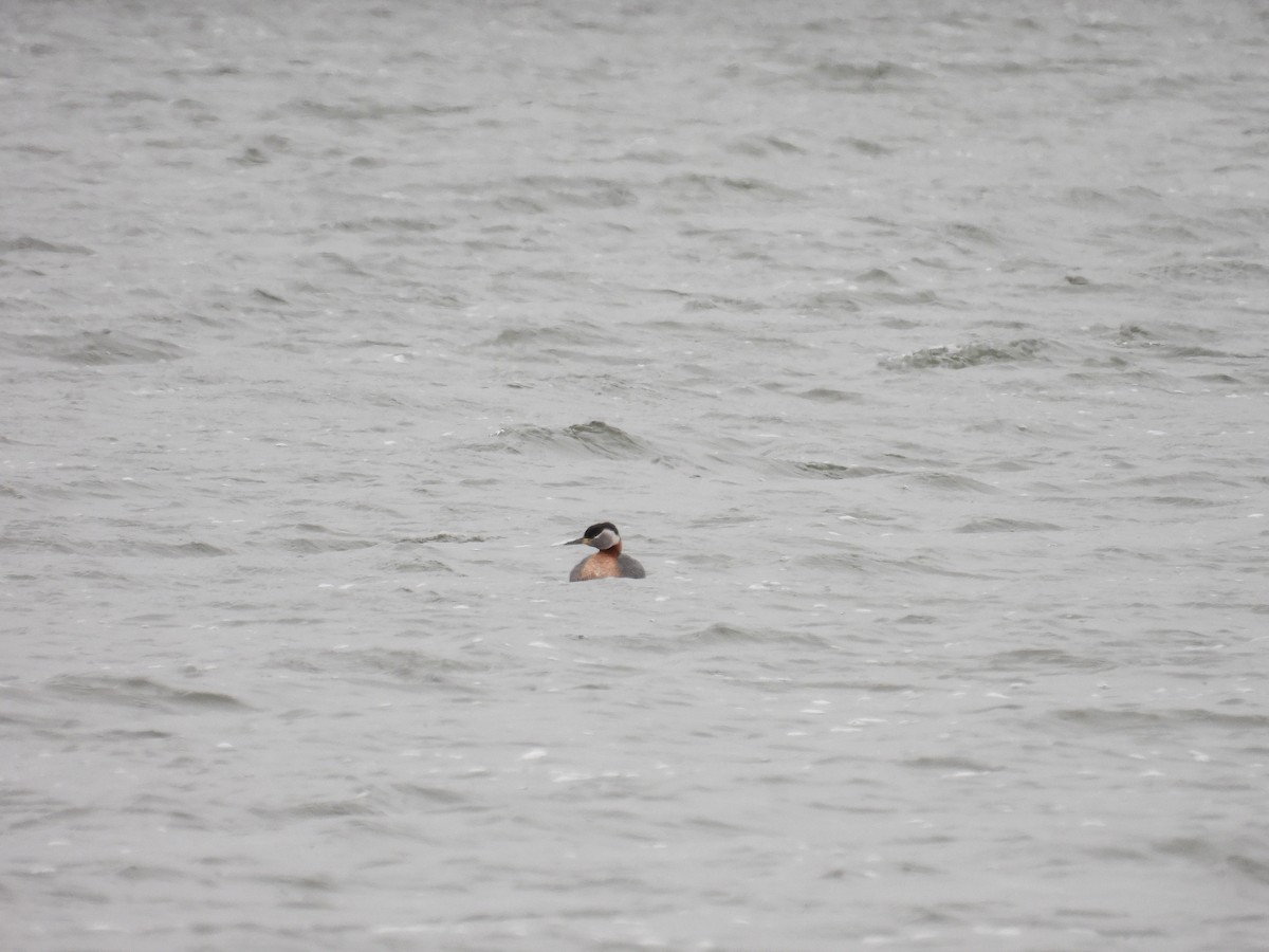 Red-necked Grebe - Tyler Hampton