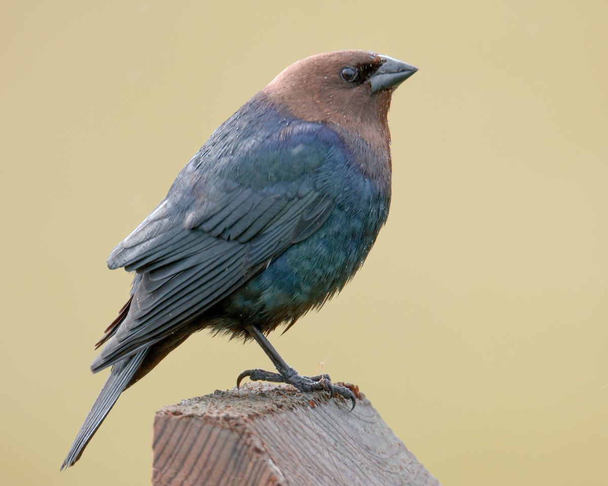 Brown-headed Cowbird - ML433684291