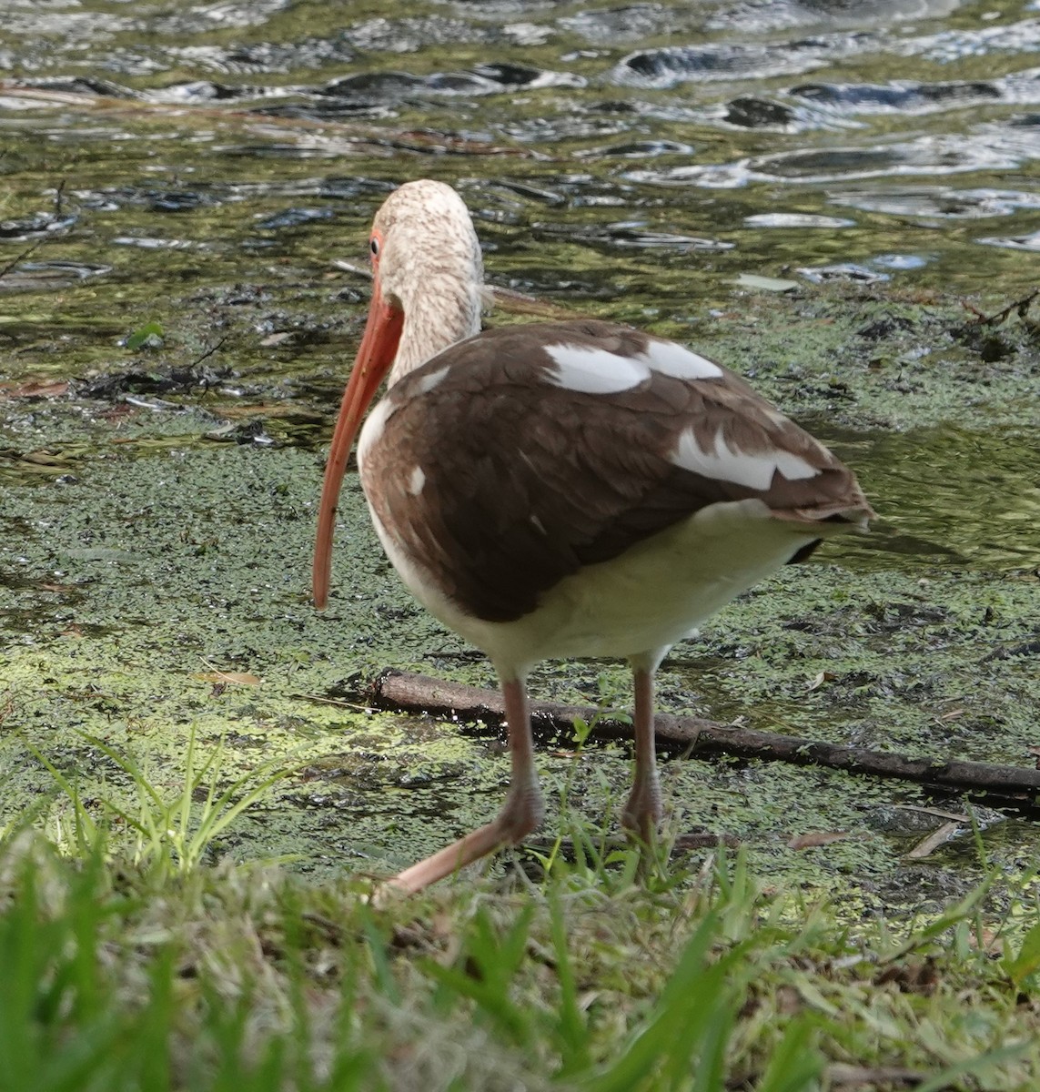 White Ibis - ML433684841