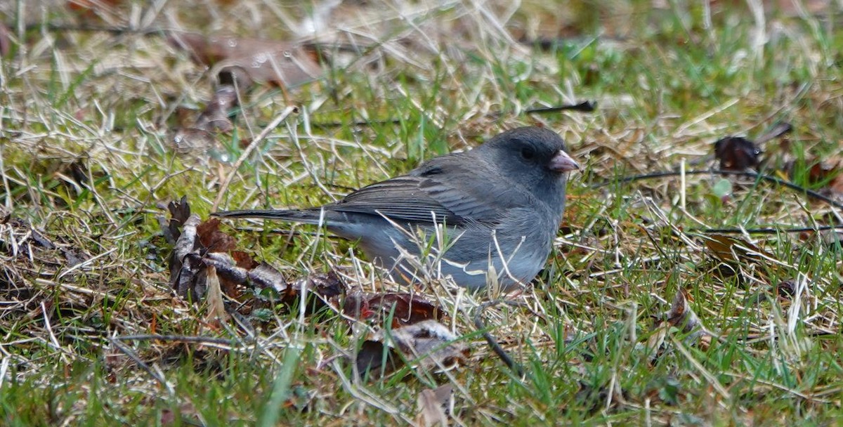 Dark-eyed Junco (Slate-colored) - ML433685251