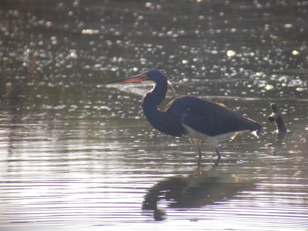 Tricolored Heron - ML43368581