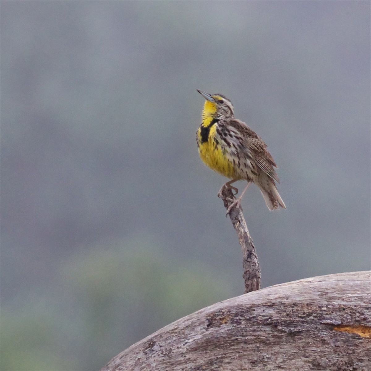 Western Meadowlark - Ed Harper