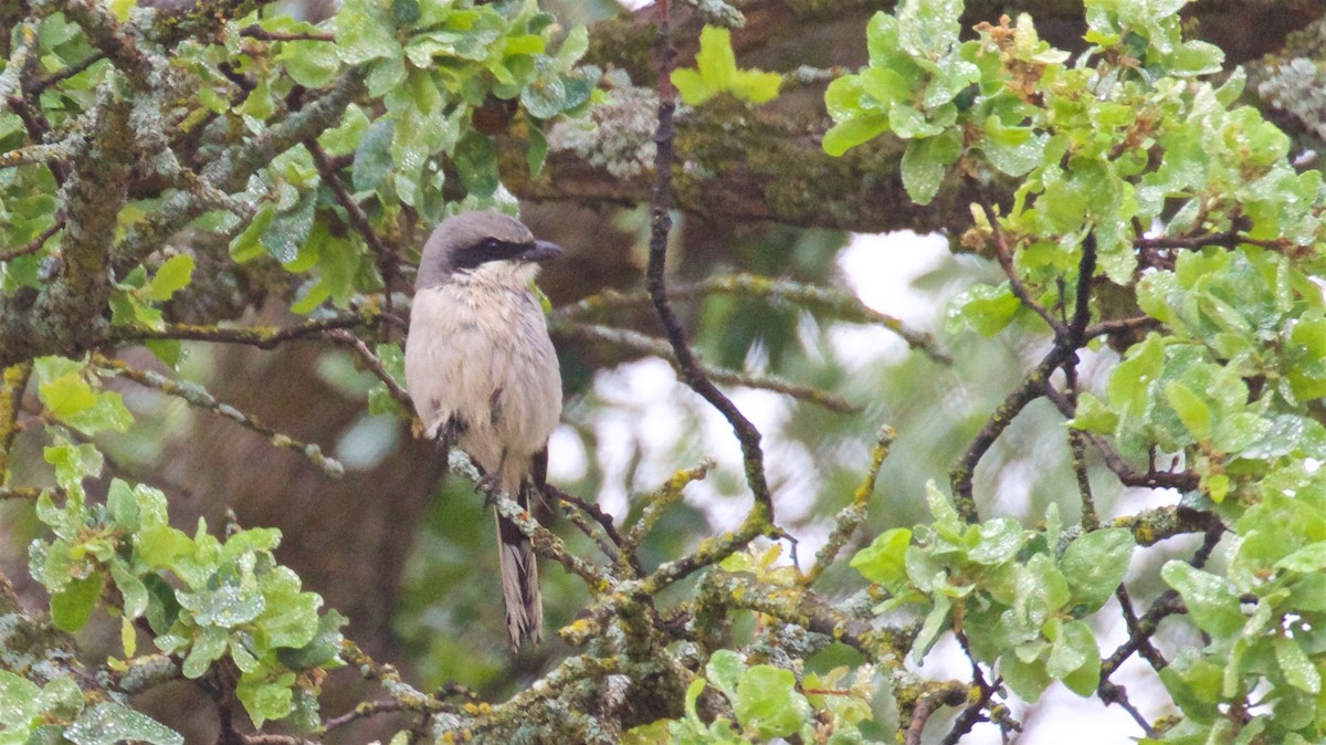 Loggerhead Shrike - ML433687691