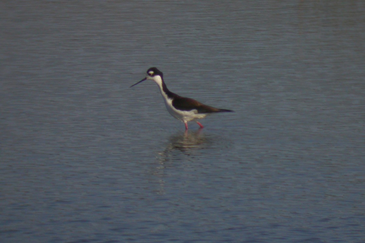 Black-necked Stilt (Black-necked) - Michael Todd