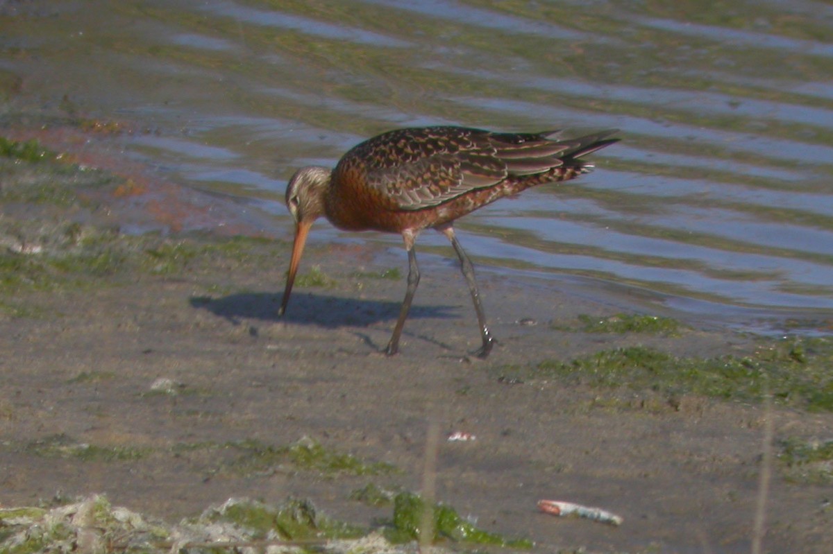 Hudsonian Godwit - ML43368811