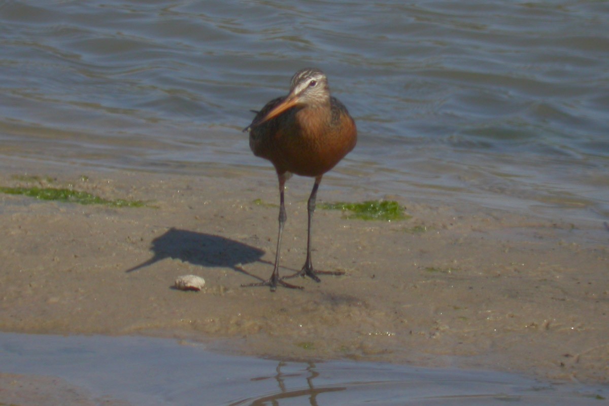 Hudsonian Godwit - ML43368821