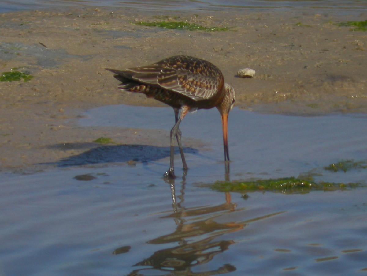 Hudsonian Godwit - ML43368831