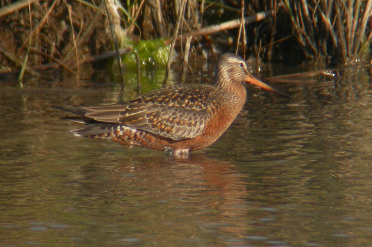 Hudsonian Godwit - Michael Todd