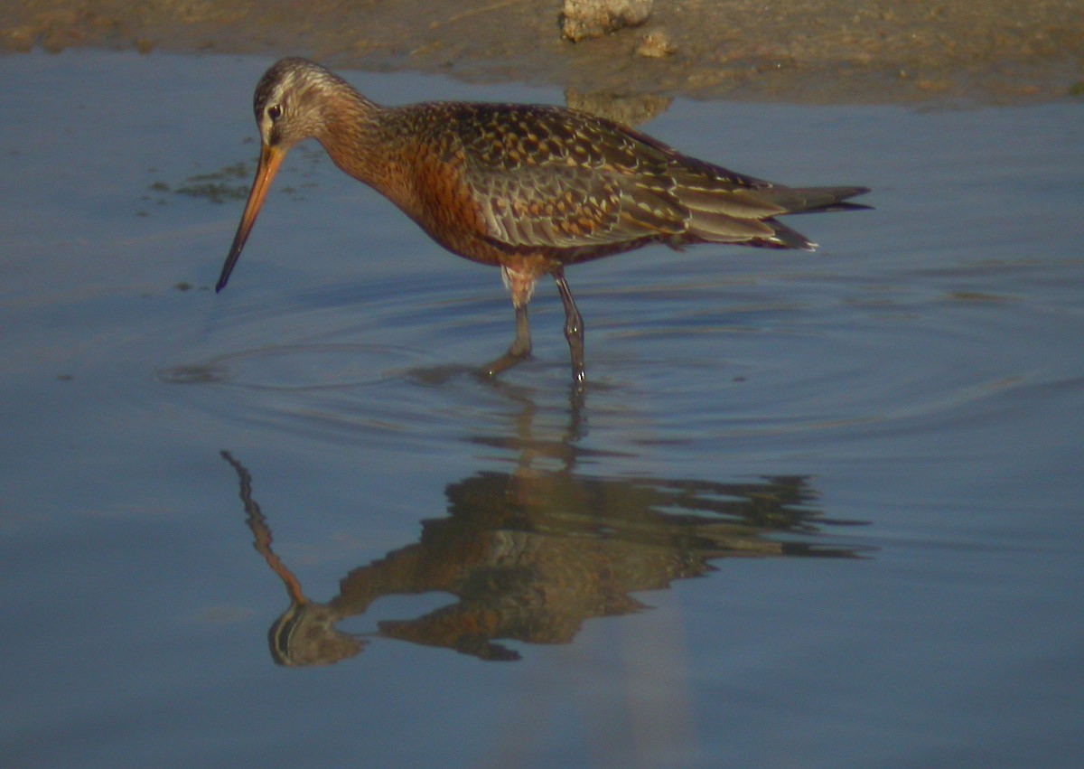 Hudsonian Godwit - Michael Todd