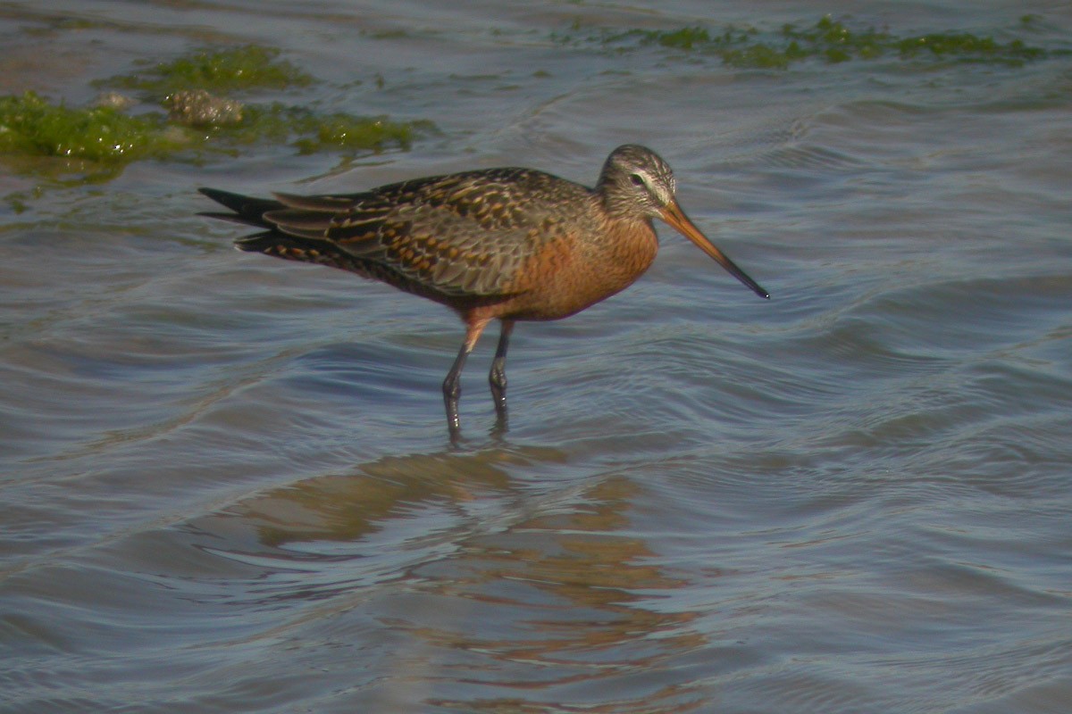 Hudsonian Godwit - ML43368861