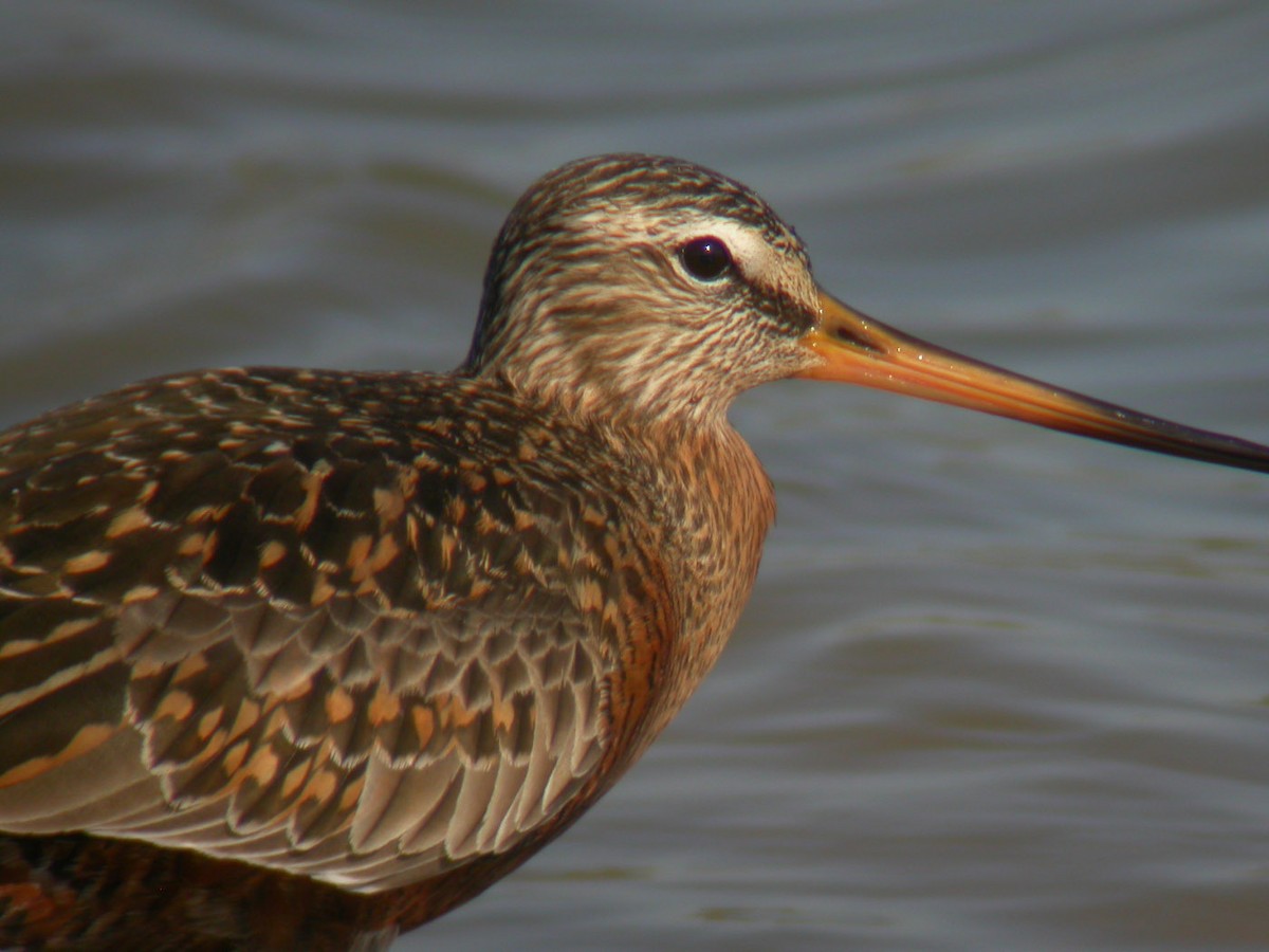 Hudsonian Godwit - ML43368871