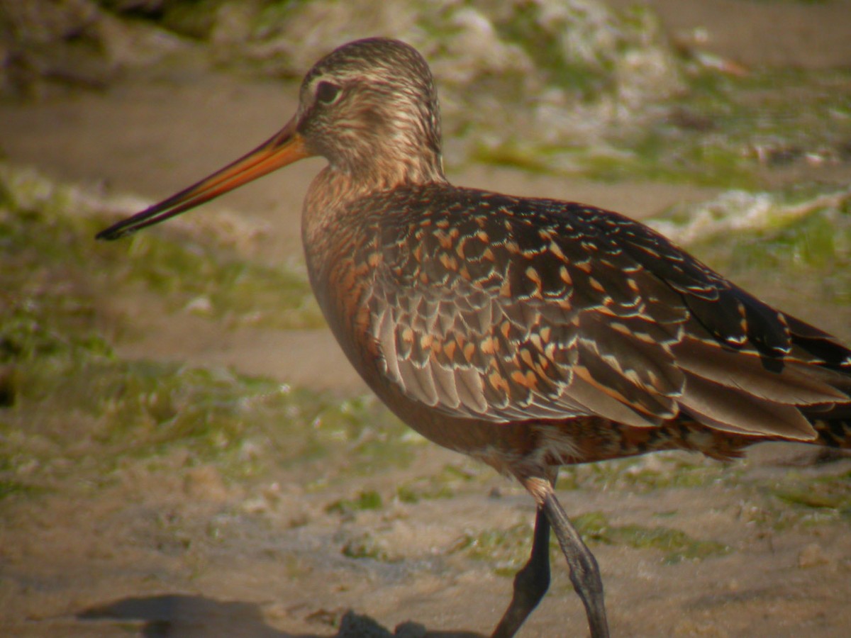 Hudsonian Godwit - ML43368881