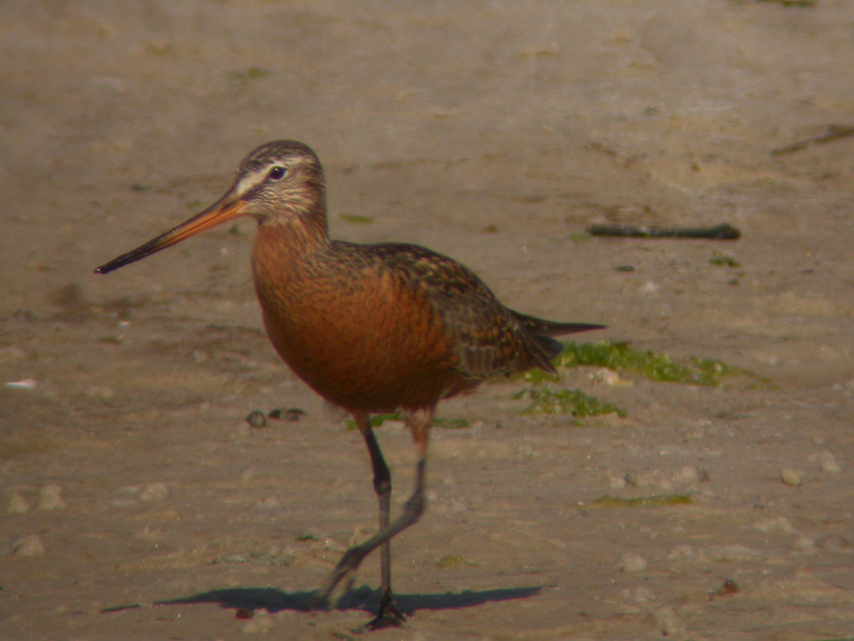 Hudsonian Godwit - ML43368891