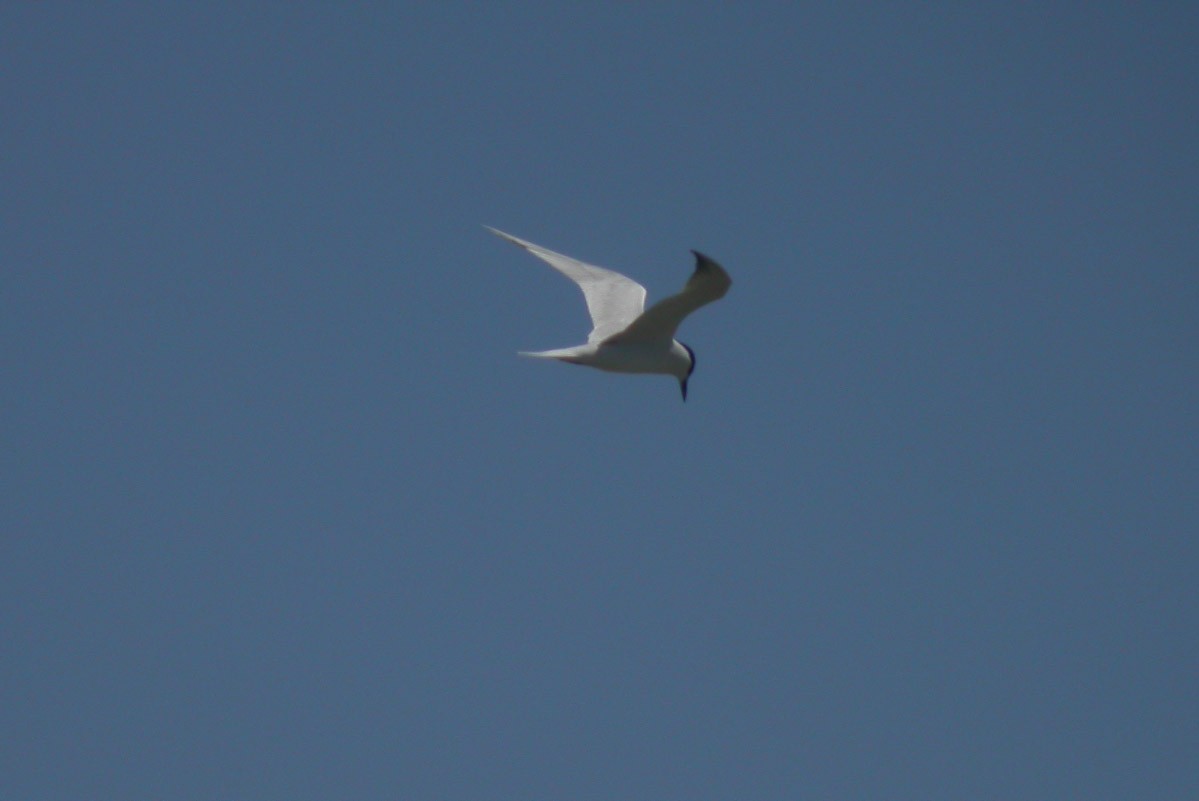 Gull-billed Tern - Michael Todd