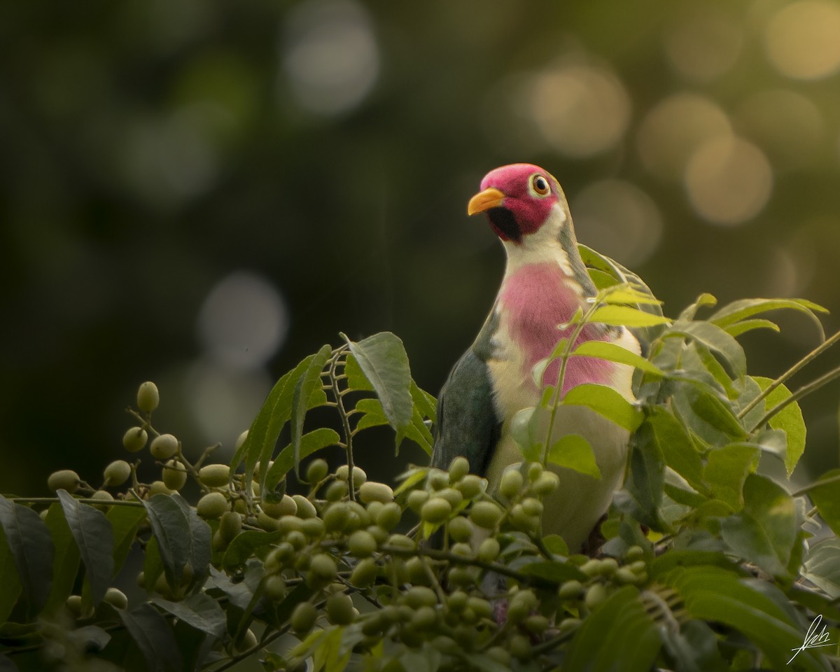 Jambu Fruit-Dove - ML433690581
