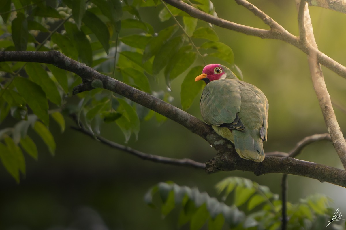 Jambu Fruit-Dove - ML433690601