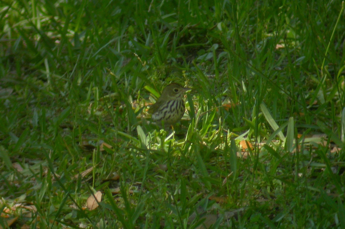 Ovenbird - Michael Todd