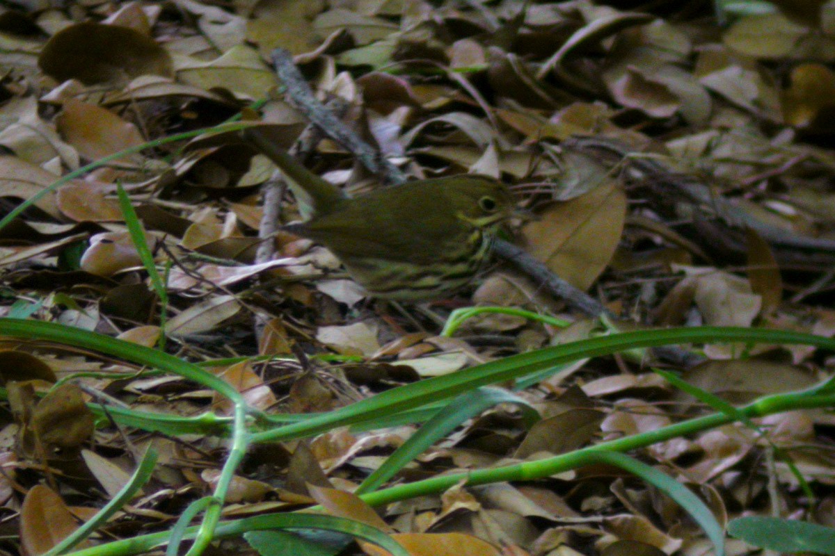 Ovenbird - Michael Todd