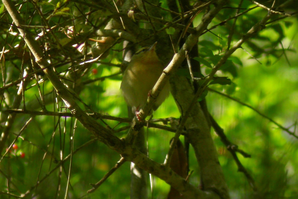 Paruline vermivore - ML43369111