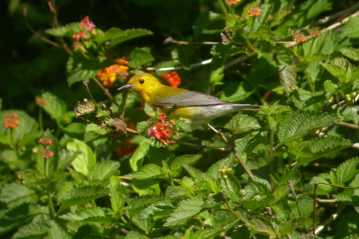 Prothonotary Warbler - Michael Todd