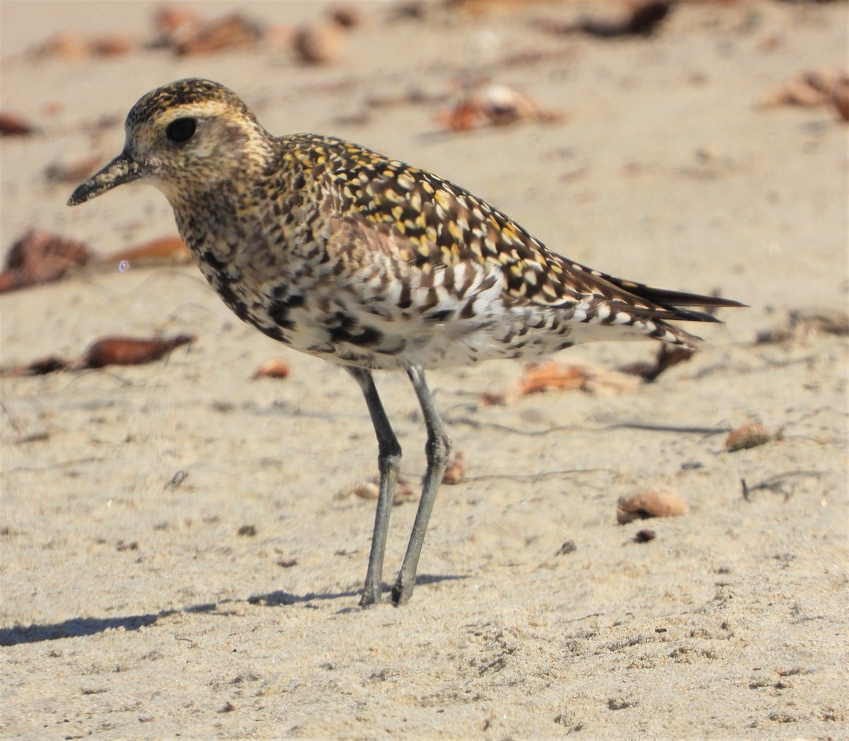 Pacific Golden-Plover - Lynn Scarlett