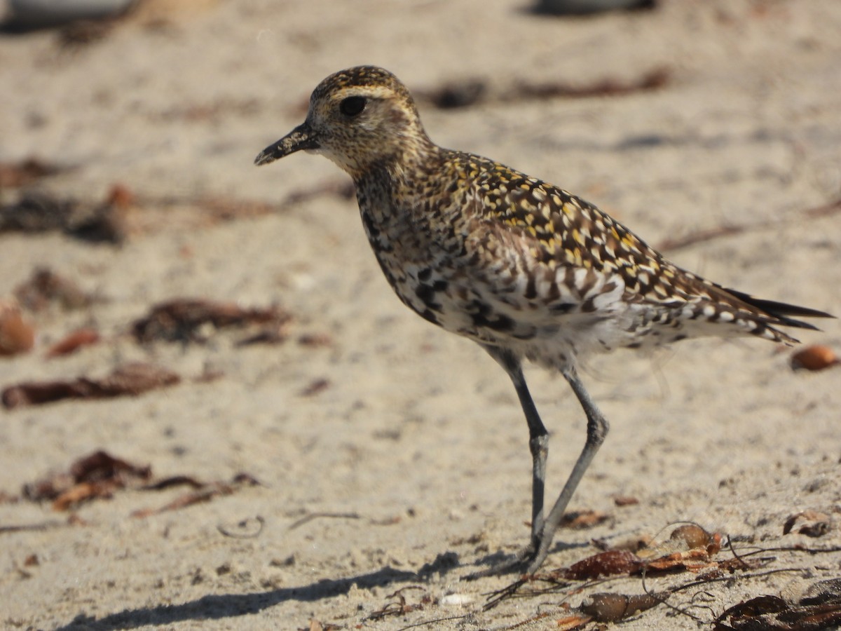 Pacific Golden-Plover - Lynn Scarlett