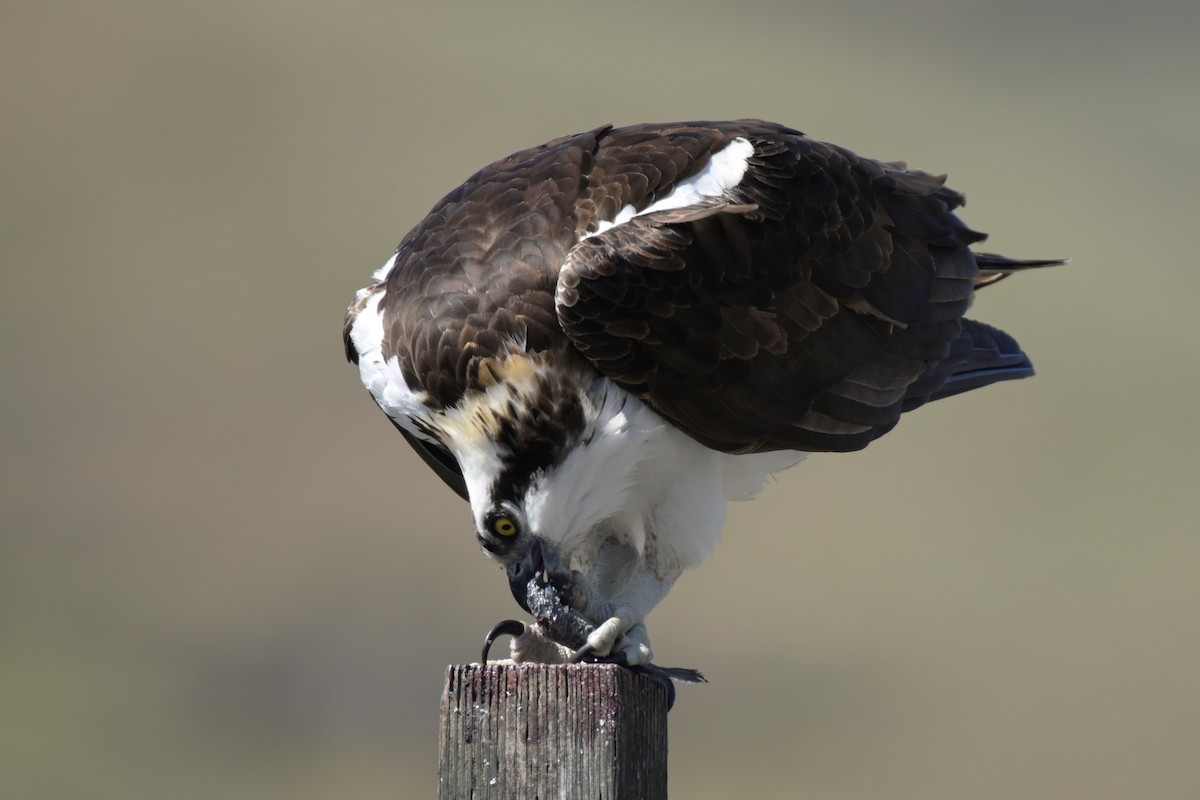 Águila Pescadora - ML433696011