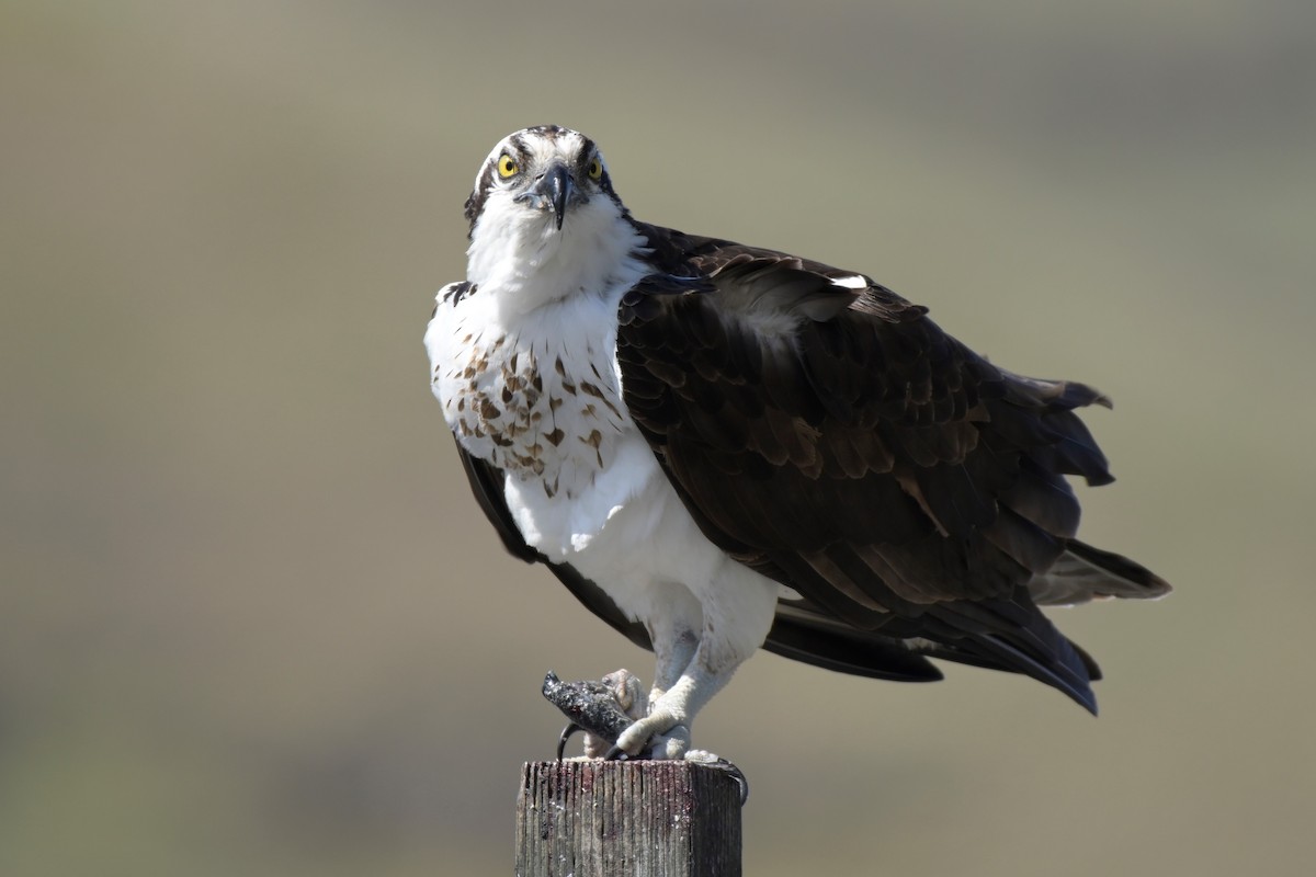 Águila Pescadora - ML433696021