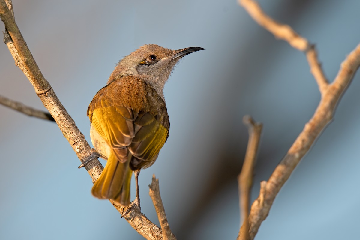 Brown Honeyeater - ML433696201