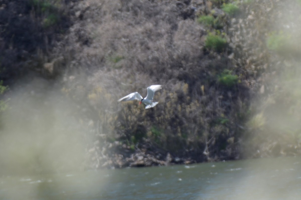 Caspian Tern - ML433696231