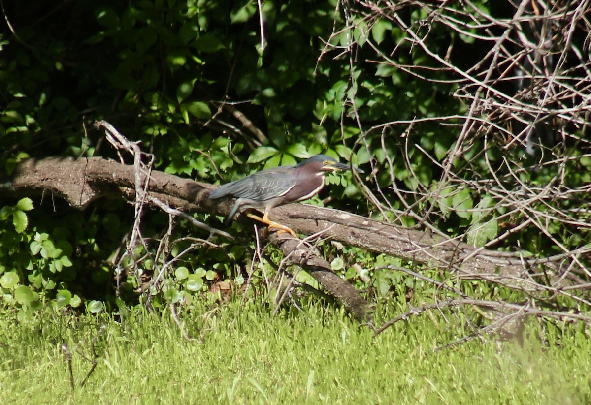 Green Heron - ML433696451