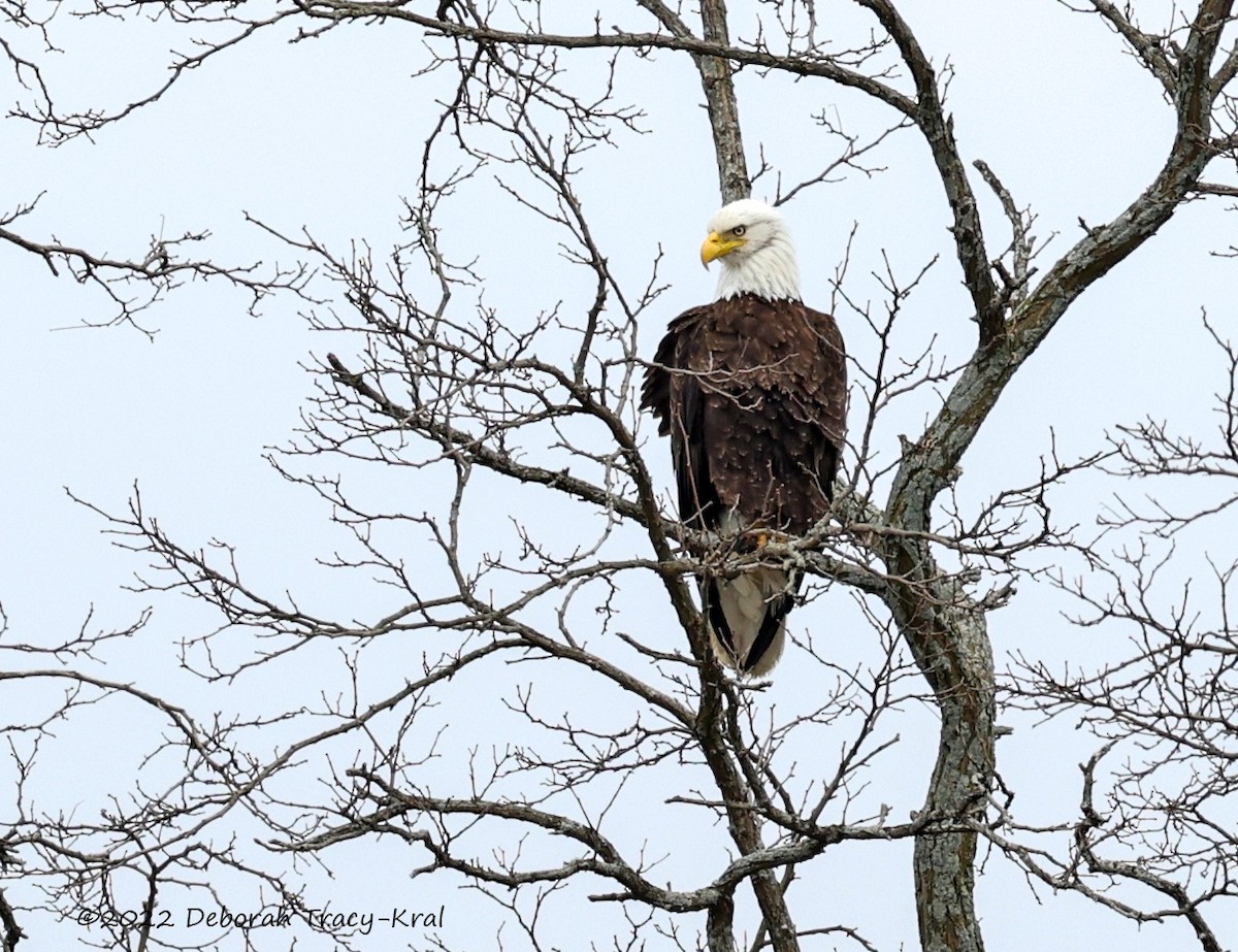 Bald Eagle - ML433697371