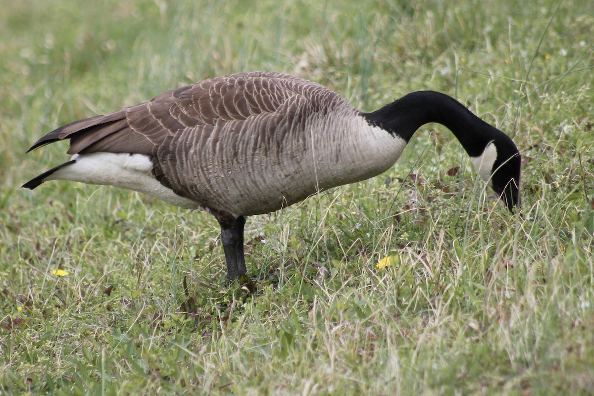 Canada Goose - ML433697741