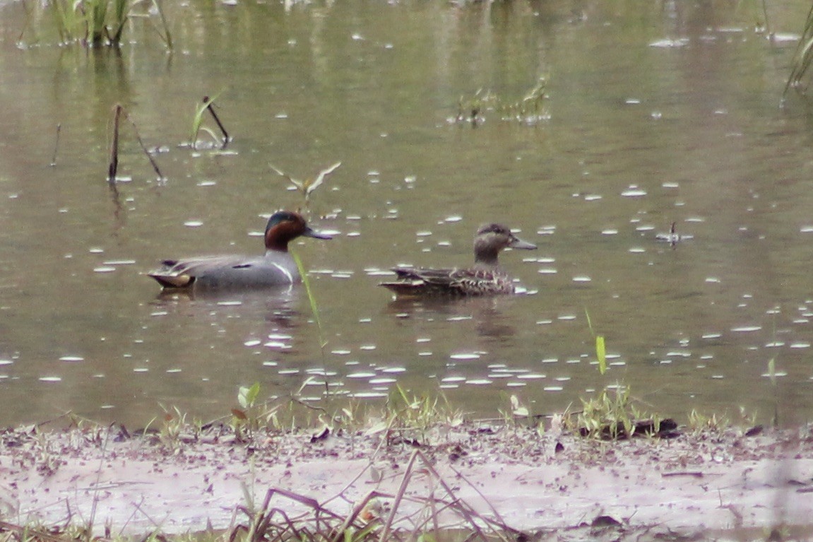 Green-winged Teal - Kevin Markham