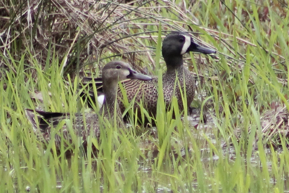 Blue-winged Teal - Kevin Markham