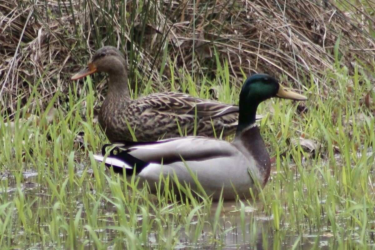 Canard colvert - ML433697891