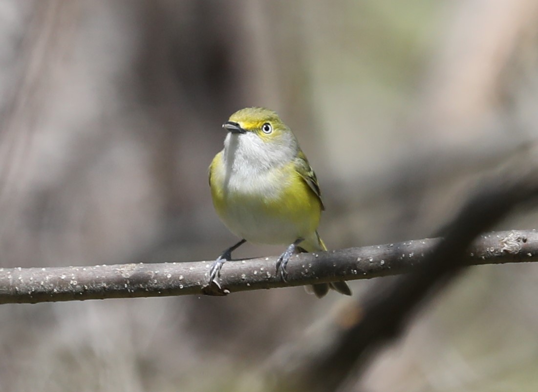 White-eyed Vireo - ML433698231