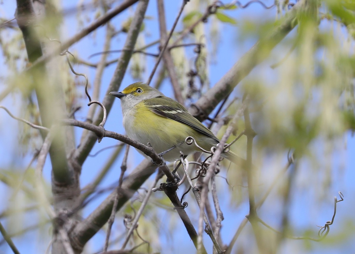 White-eyed Vireo - ML433698301