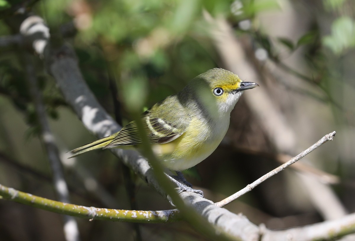White-eyed Vireo - ML433698411