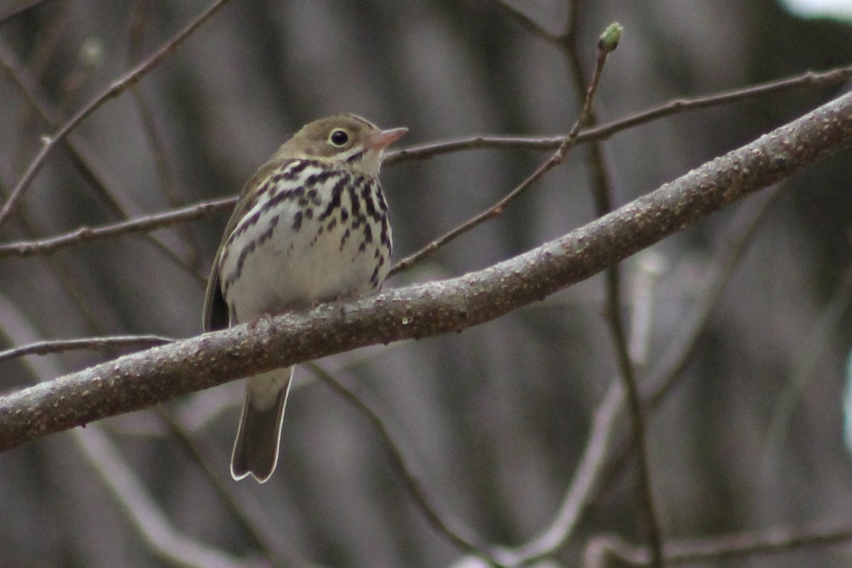 Ovenbird - Kevin Markham