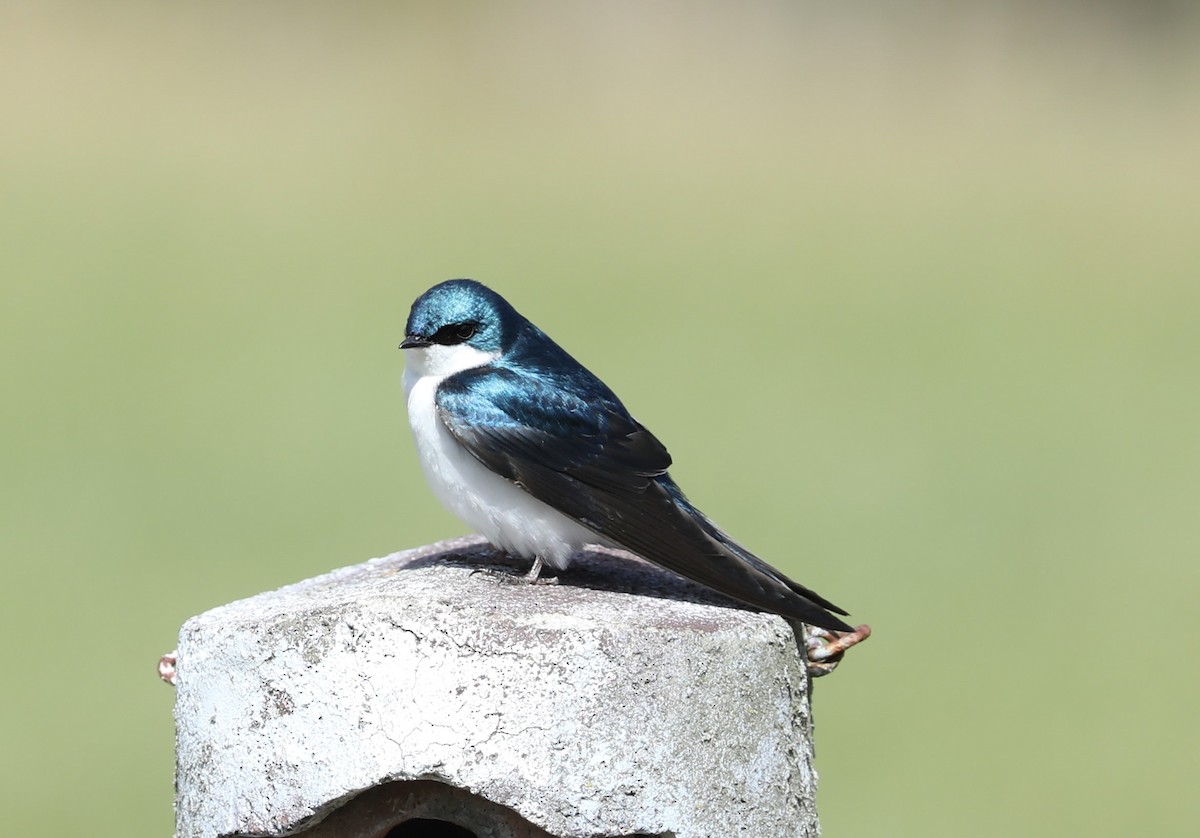 Tree Swallow - ML433698681