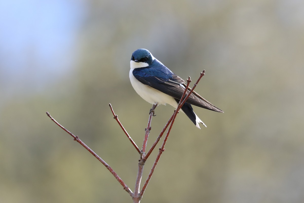 Tree Swallow - ML433698731
