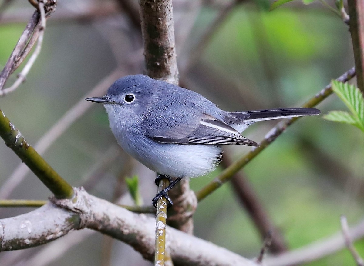 Blue-gray Gnatcatcher - ML433699041