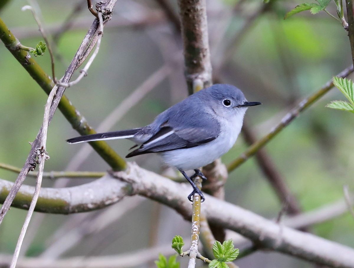 Blue-gray Gnatcatcher - ML433699051