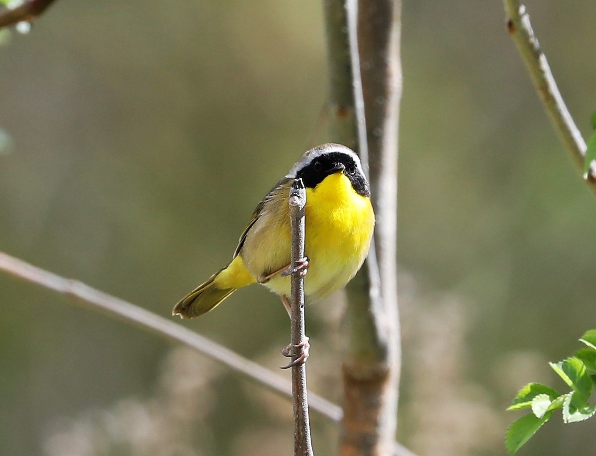 Common Yellowthroat - ML433699191