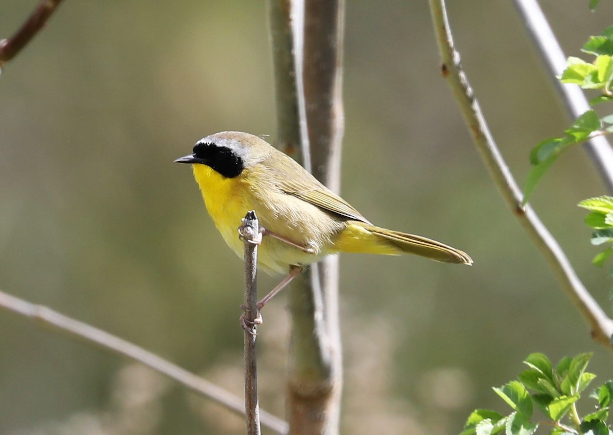 Common Yellowthroat - ML433699201