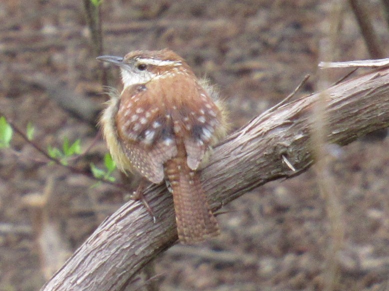 Carolina Wren - ML433699401
