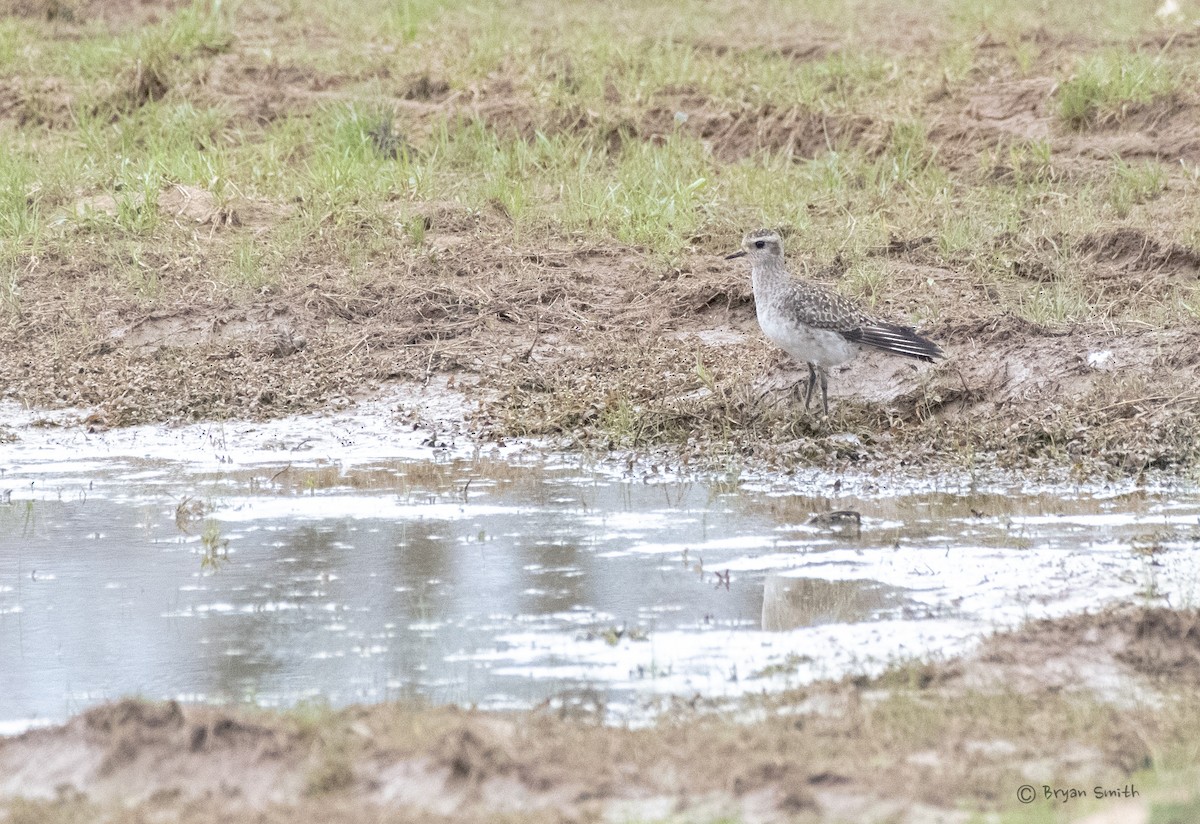 American Golden-Plover - ML433700681